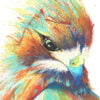 colourful hawk